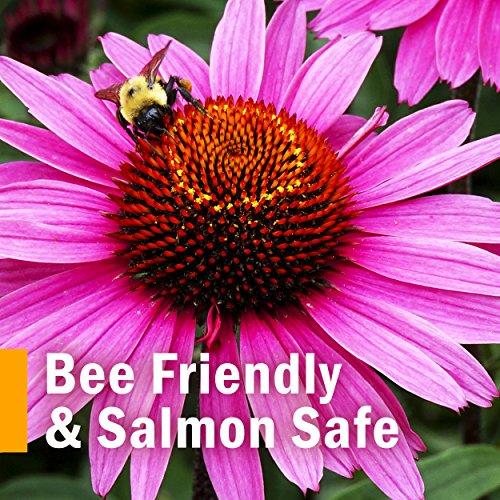 Herb Pharm Herb Pharm Certified Organic Super Echinacea Liquid Extract Drops for Active Immune System Support, 2 Oz