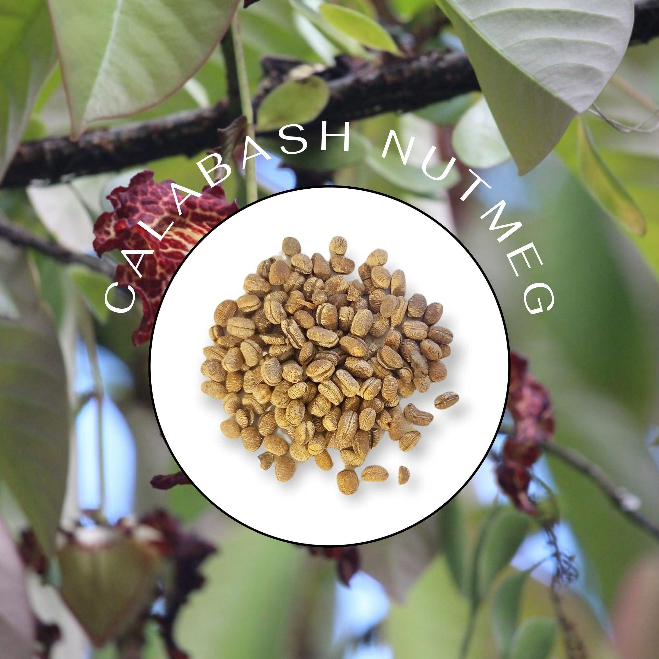 Spicy Yum! Spicy Yum! African Calabash Nutmeg (Ehuru, Efuru, Awiro) (Whole (Dehulled) - 2 oz.)
