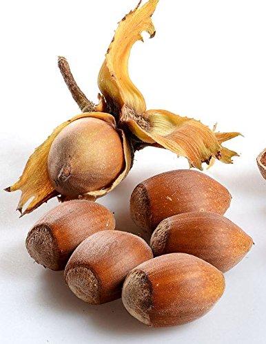 SaaQin Hazelnut Oil - 100% Pure and Organic 16 Oz - Also known as cobnut or filbert nut oil - Great oil for oily skin