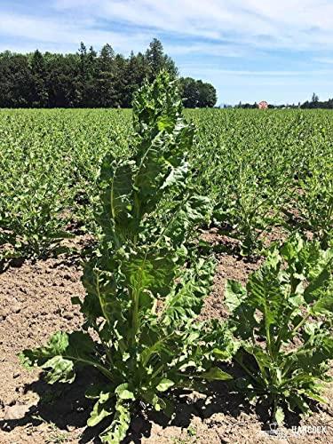 Hancock Seed Company Hancock Seed Co. Sugar Beet Seeds, 50 lbs.
