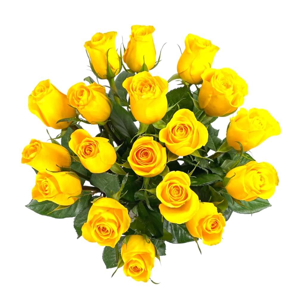 Lekithos Lekithos Organic Walnut Protein Powder - 8oz - Single Ingredient - Non-GMO Project Verified