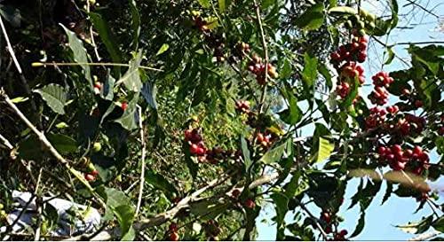 Morning Hills Coffee Ethiopian Yirgacheffe Green Unroasted Coffee Beans 1 Pound