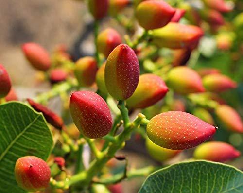 Food to Live Food to Live No Shell Pistachios, 12 Ounces Unsalted, Kernels, Sirtfood, Bulk. Pistachios Individual Packs. Wonderful Keto and Paleo Snack