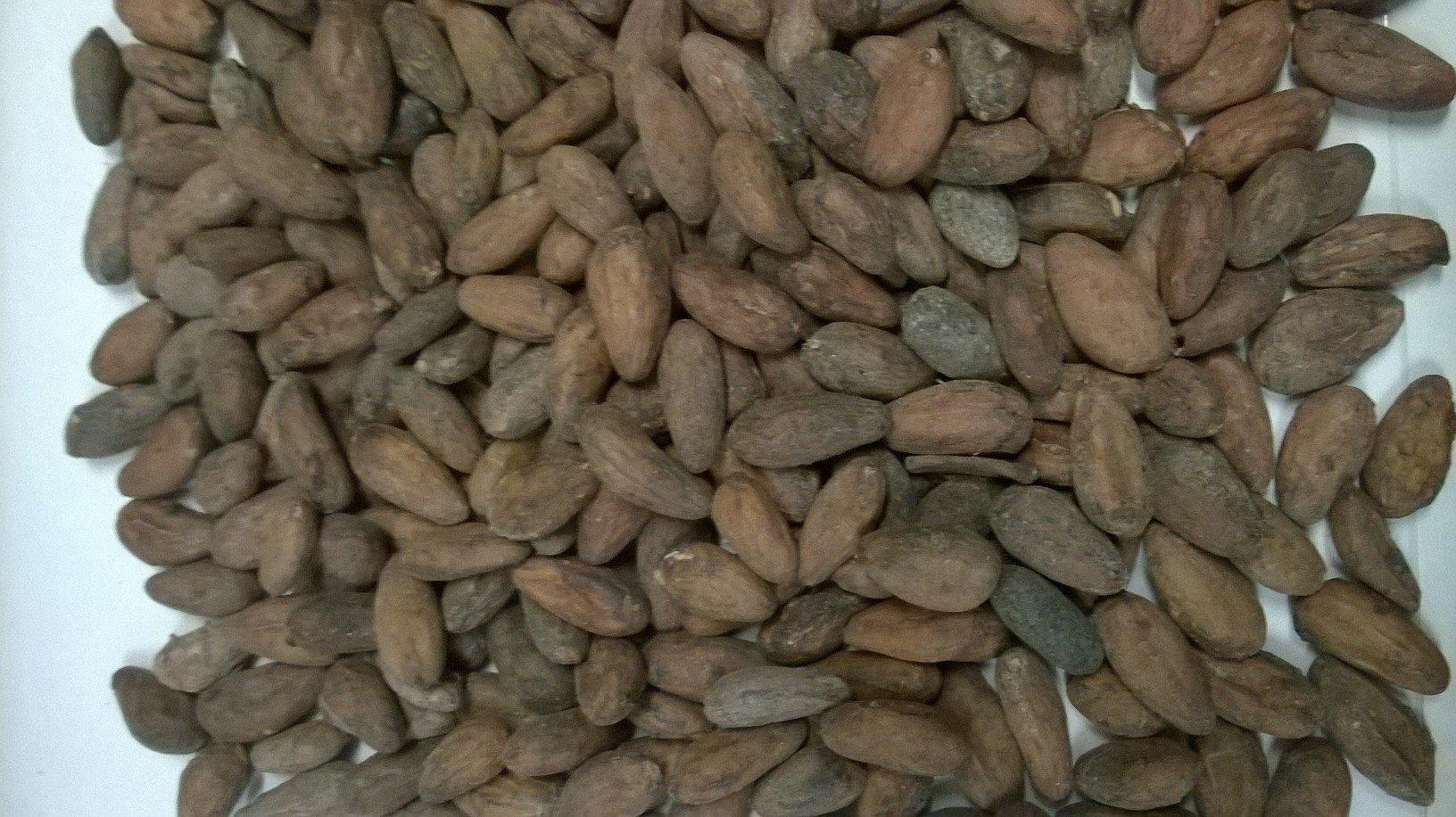 Alto Beni Cacao Company 1 lb BOLIVIA ALTO BENI, HEIRLOOM, ORGANIC RAW CACAO/COCOA BEANS