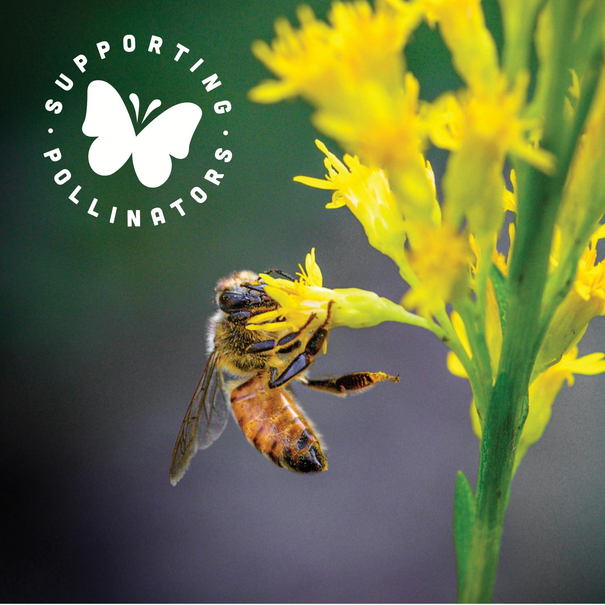 Black Jewell Black Jewell Hulless Popcorn, Original Black Kernels for Popping. Pops White, Non-GMO, Heirloom, All Natural Snack with Antioxidants, Whole Grain, Gluten Free, Gourmet, Vegan, 28.35oz (Pack of 2)