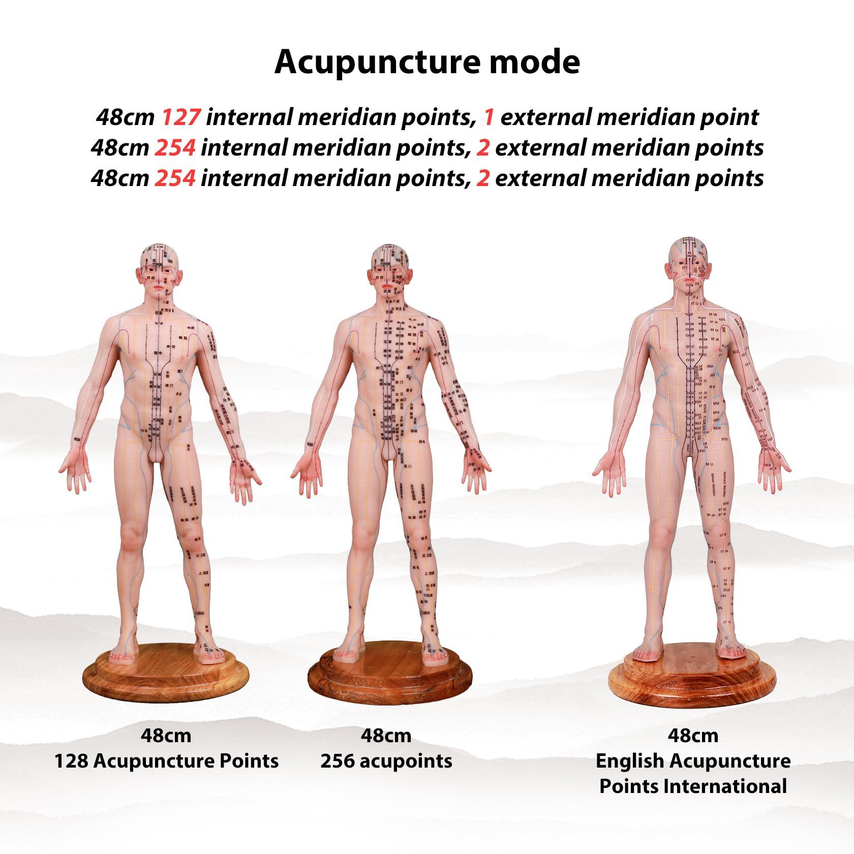 CUAIBB Acupuncture Model 18.9 inch 256 Acupoint, Human Acupoint Model Full Silicone Body, Acupuncture Doll for Chinese Medicine Teaching Learning Beginners - English Marking