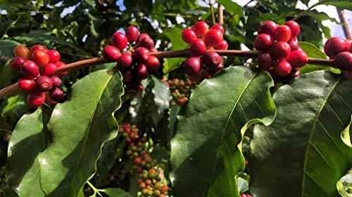 Domain Kona Gourmet Coffee 100% Kona Coffee – Whole Bean, Dark roast, Single estate gourmet coffee, 16 ounces, Ships direct from Domain Kona, farm fresh