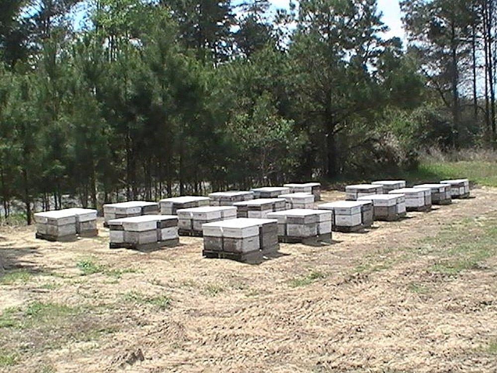 WEEKS HONEY WEEKS HONEY Buckwheat Honey, 16 OZ