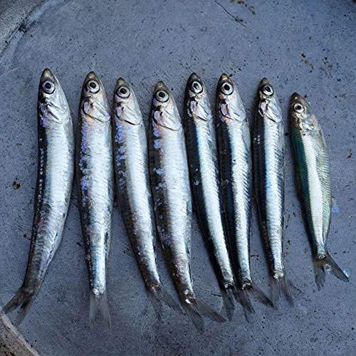 TRATA Greek Trata Canned Piquant Anchovies From the Aegean Sea Anchovy in Vegetable Oil 100g