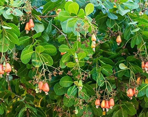 Food to Live Food to Live - Organic Cashews, 8 Pounds Whole, Unsalted, Non-GMO, Kosher, Raw, Vegan, Bulk