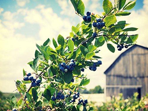 FruitCeuticals FruitCeuticals Organic Blueberry Powder Made with 100% Whole Fruit Wild Blueberries - 8oz Pouch (90 Day Supply)