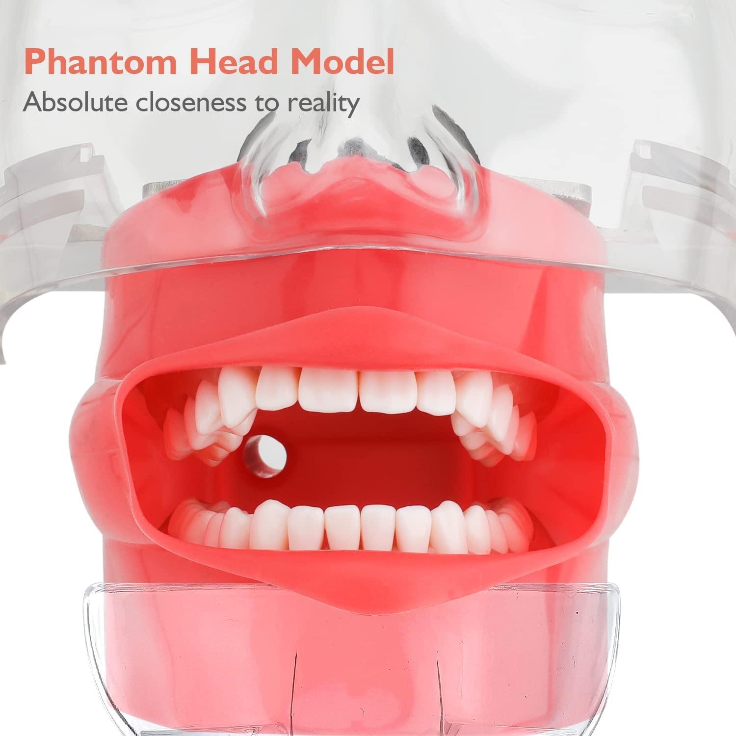 faruijie faruijie Dental Simulator Mannequin Head - Typodont Teeth Model Phantom Head Training Manikin with Bench Mount Fixed on Desk for Dental Schools Education Practical Demonstration