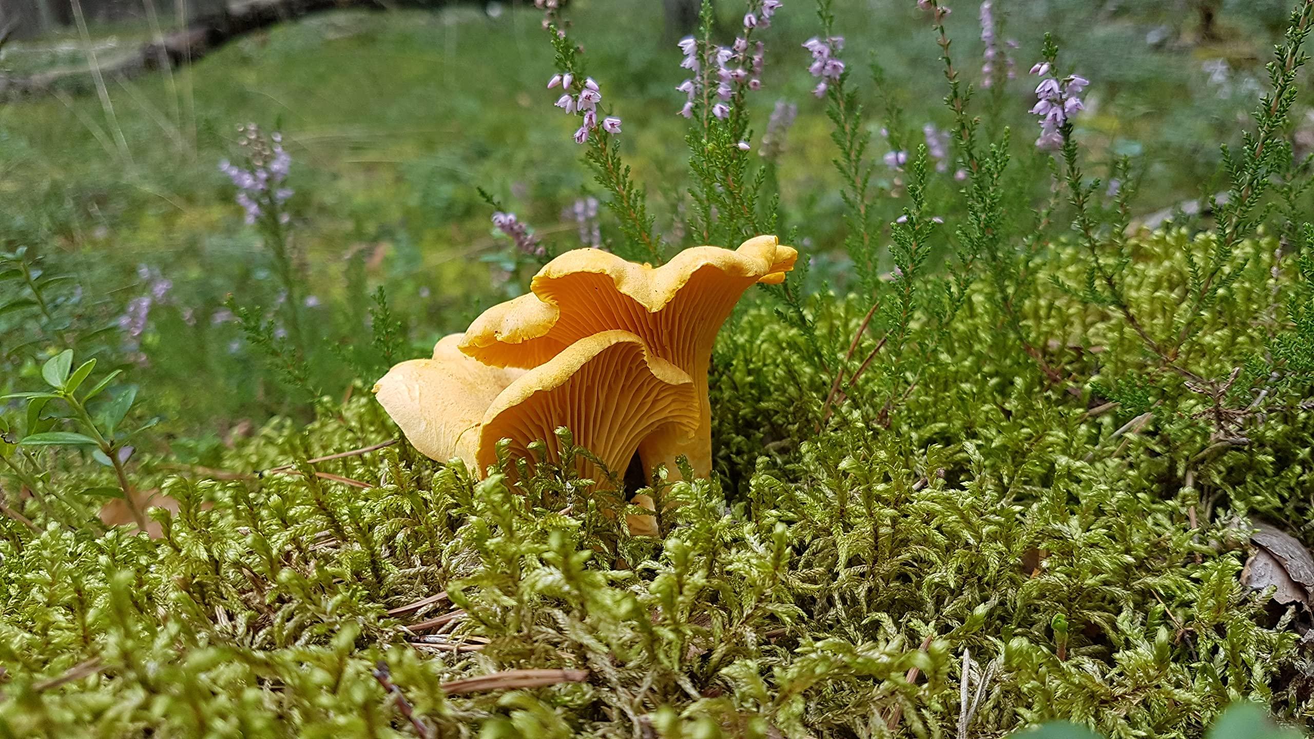 Forest Food Shop Forest Food Shop Dried Chanterelle Mushrooms 3 Ounce Handpicked from Wild Forests, Air-Dried Mushrooms, Sourced by a Small Family Business, Ideal for Cooking and Gourmet Recipes.