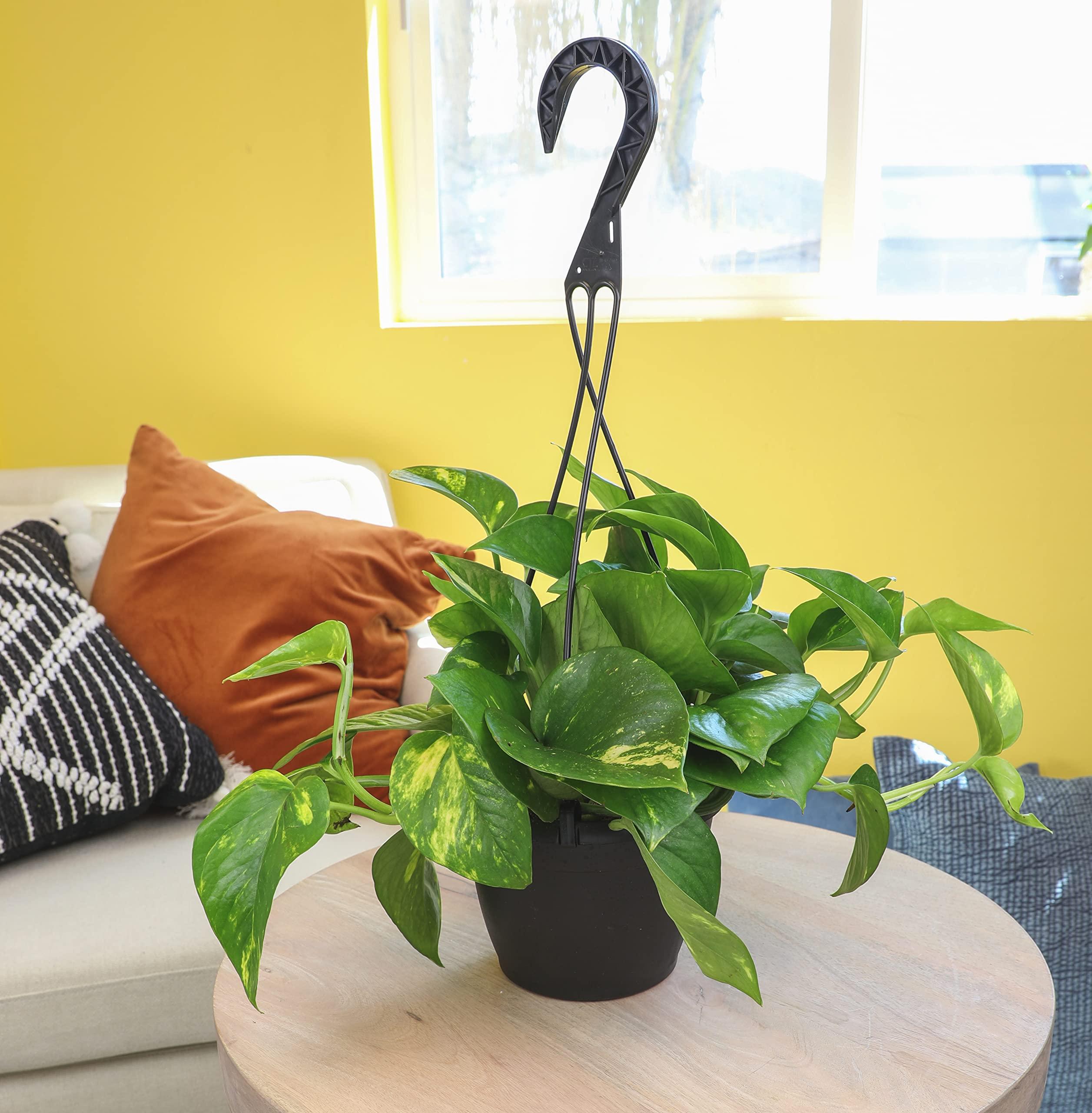 Plants for Pets Golden Pothos Plant Live in Hanging Planter Pot Live by Plants for Pets, 1 Count