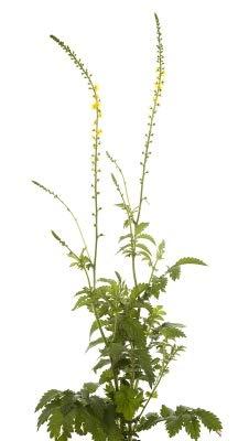 Health Embassy Health Embassy Agrimony Herb | Agrimonia Eupatoria L 100% Natural (50g)