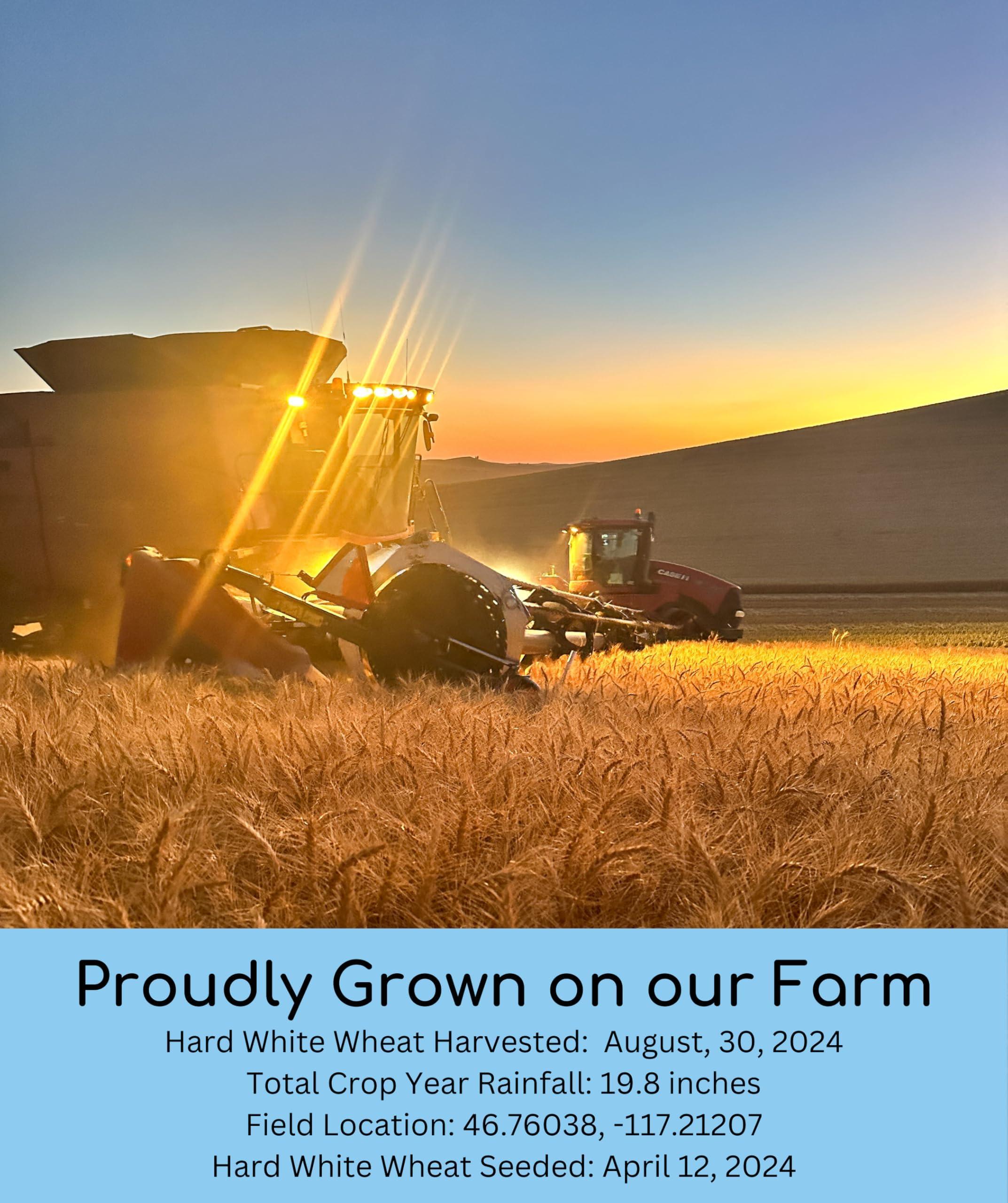 Palouse Brand Certified Glyphosate Residue Free Hard White Wheat Berries | 1 lb Pouch | 100% Non-Irradiated | Kosher Parve | USA Grown | Field Traced