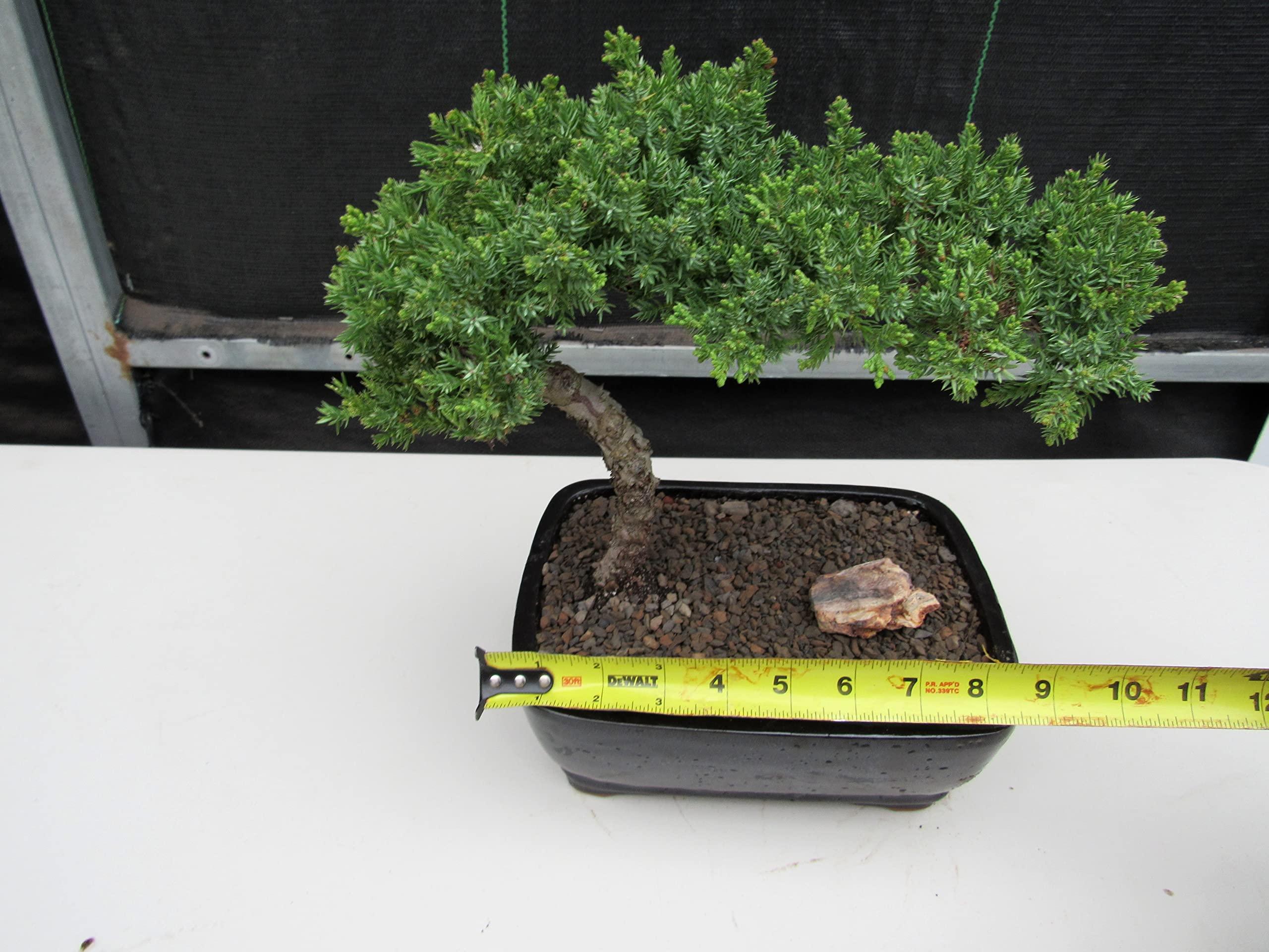 LOVE MY BONSAI Juniper Bonsai Tree (Medium) (Medium (As Shown))