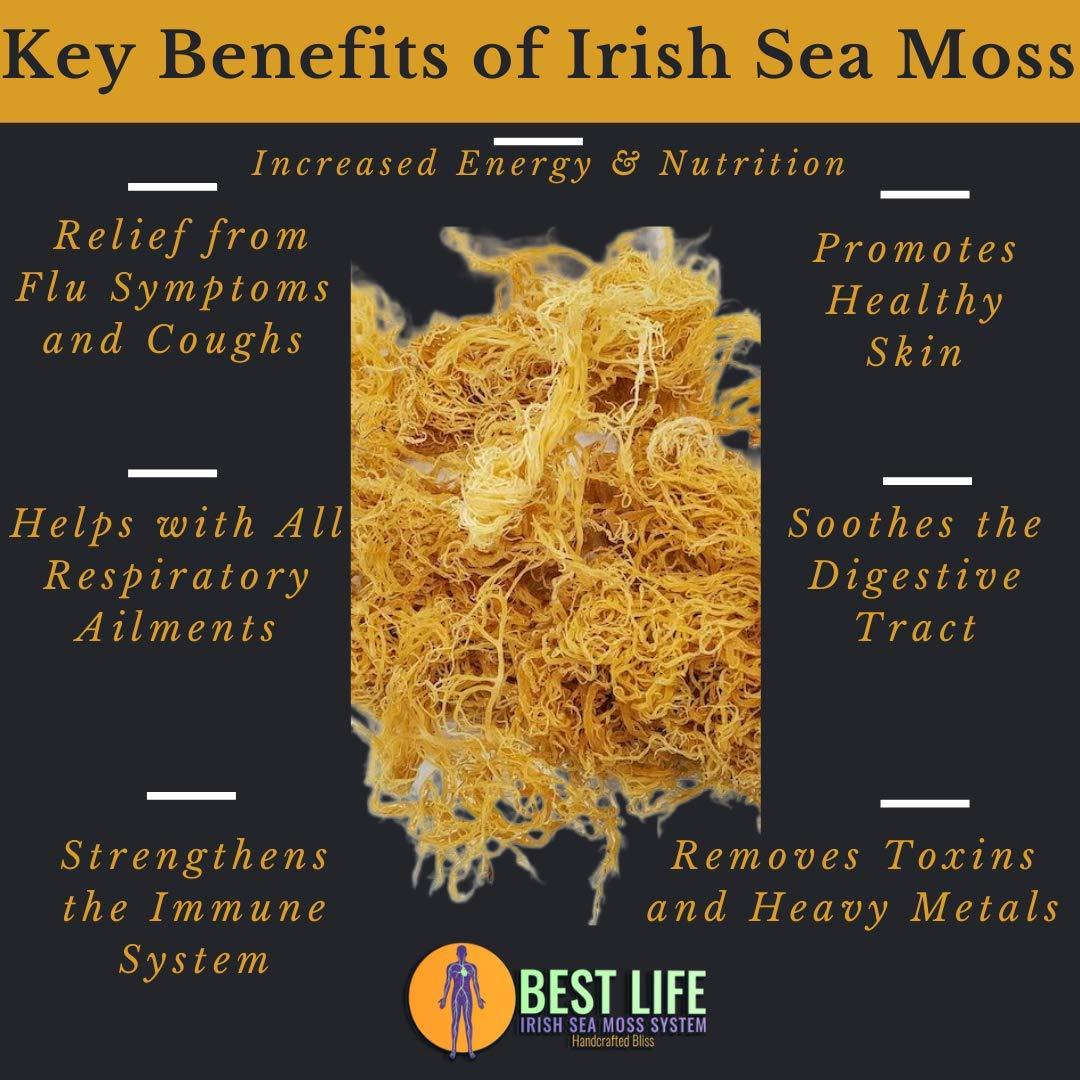 Best Life Irish Sea Moss System Authentic Wildcrafted Irish Sea Moss Gel