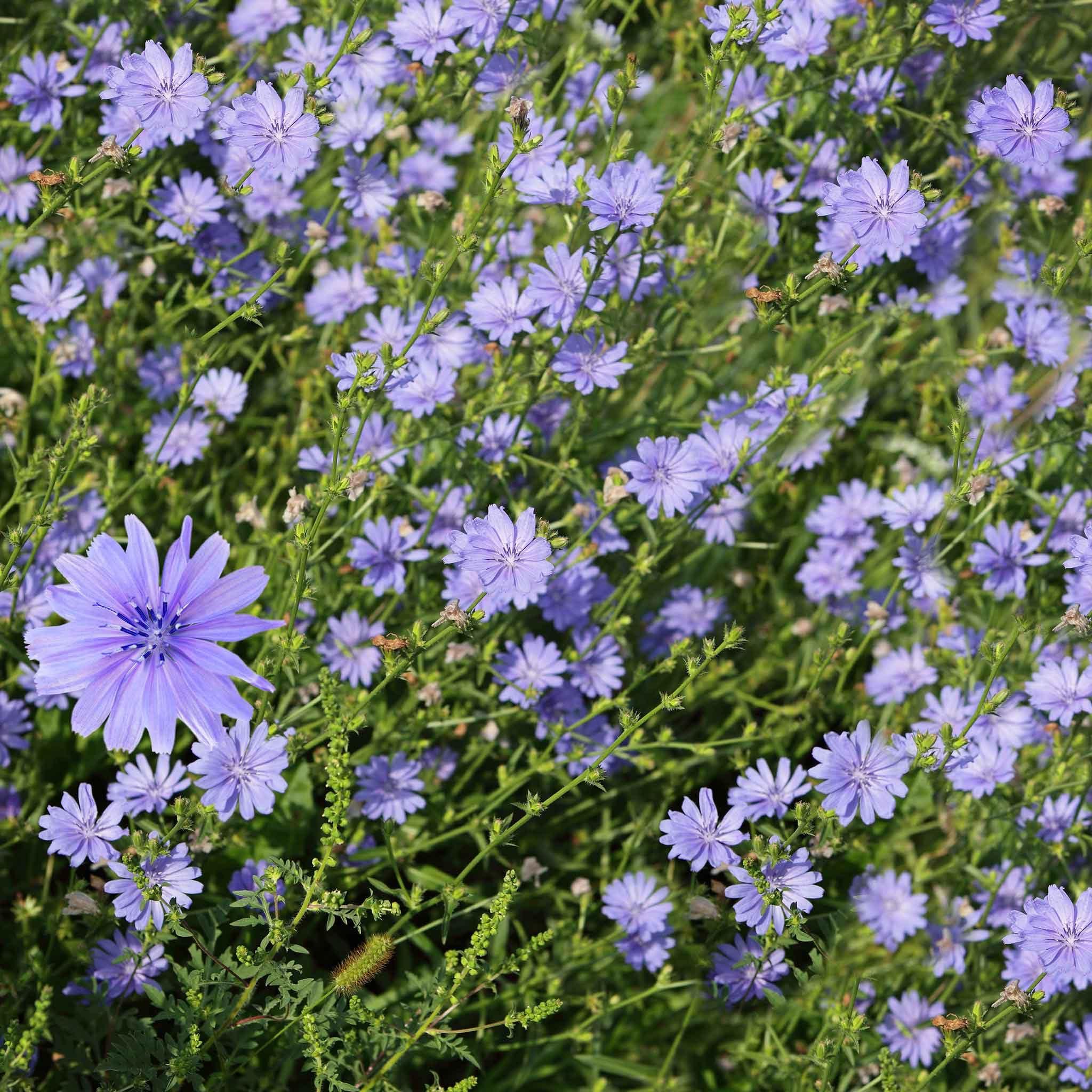 Eden Brothers Chicory Seeds - 1 Ounce - Blue Flower Seeds, Open Pollinated Seed Attracts Bees, Attracts Butterflies, Attracts Pollinators, Easy to Grow & Maintain, Culinary