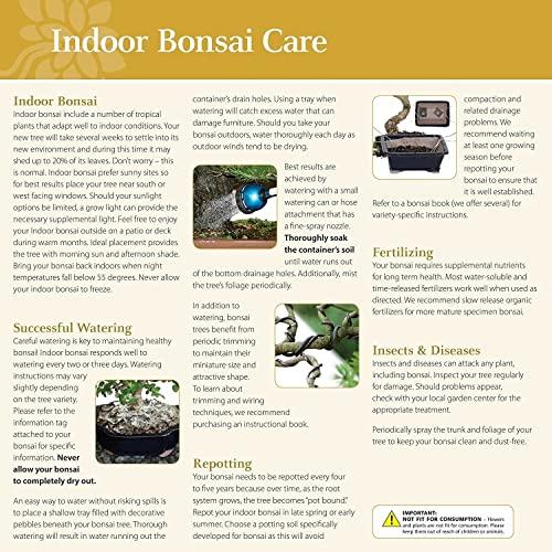 Brussel\'s Bonsai Brussel\'s Bonsai Live Pomegranate Outdoor Bonsai Tree-3 Years Old 6\" to 10\" Tall with Decorative Container, Medium