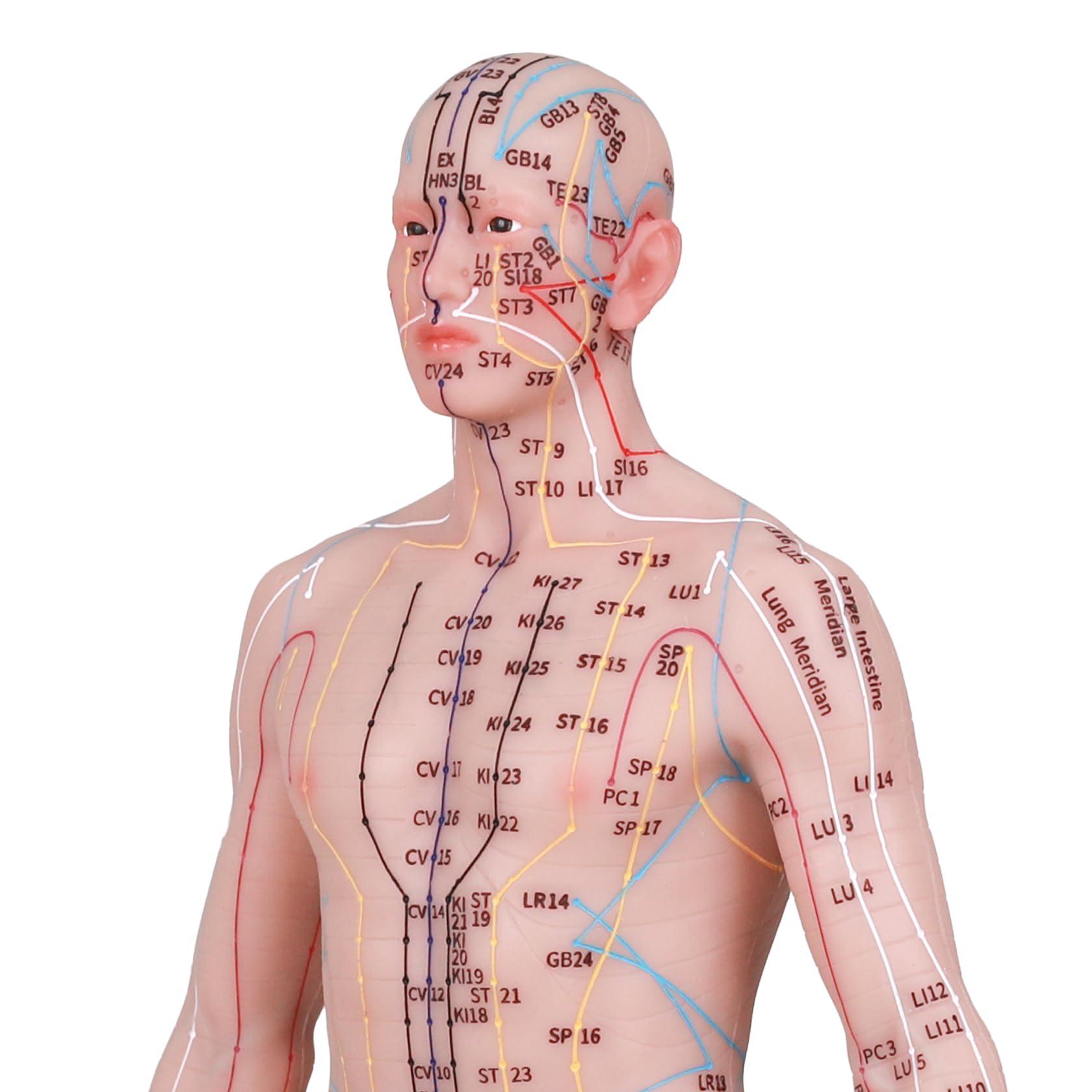 CUAIBB Acupuncture Model 18.9 inch 256 Acupoint, Human Acupoint Model Full Silicone Body, Acupuncture Doll for Chinese Medicine Teaching Learning Beginners - English Marking