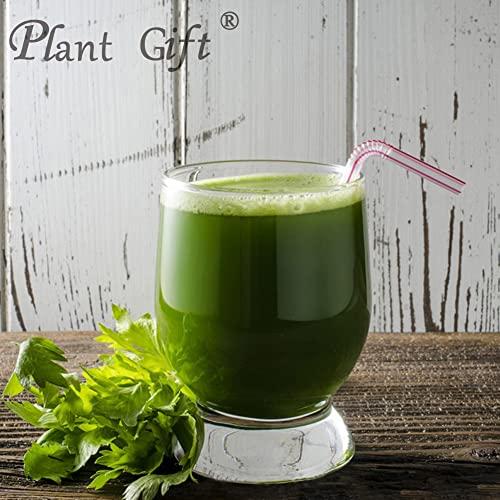 Plant Gift Plant Gift 100% Pure Celery Powder Powder Natural Celery Powder Flour, Great Flavor for Drinks, Adds Flavor and Taste Non-GMO Powder, No Filler, No additives 100G/3.25oz