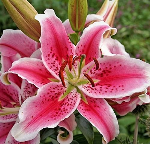 Stargazer Lilies (10) Stargazer Lilies, Large Flowering Bulbs, Fragrant & Beautiful Flowers