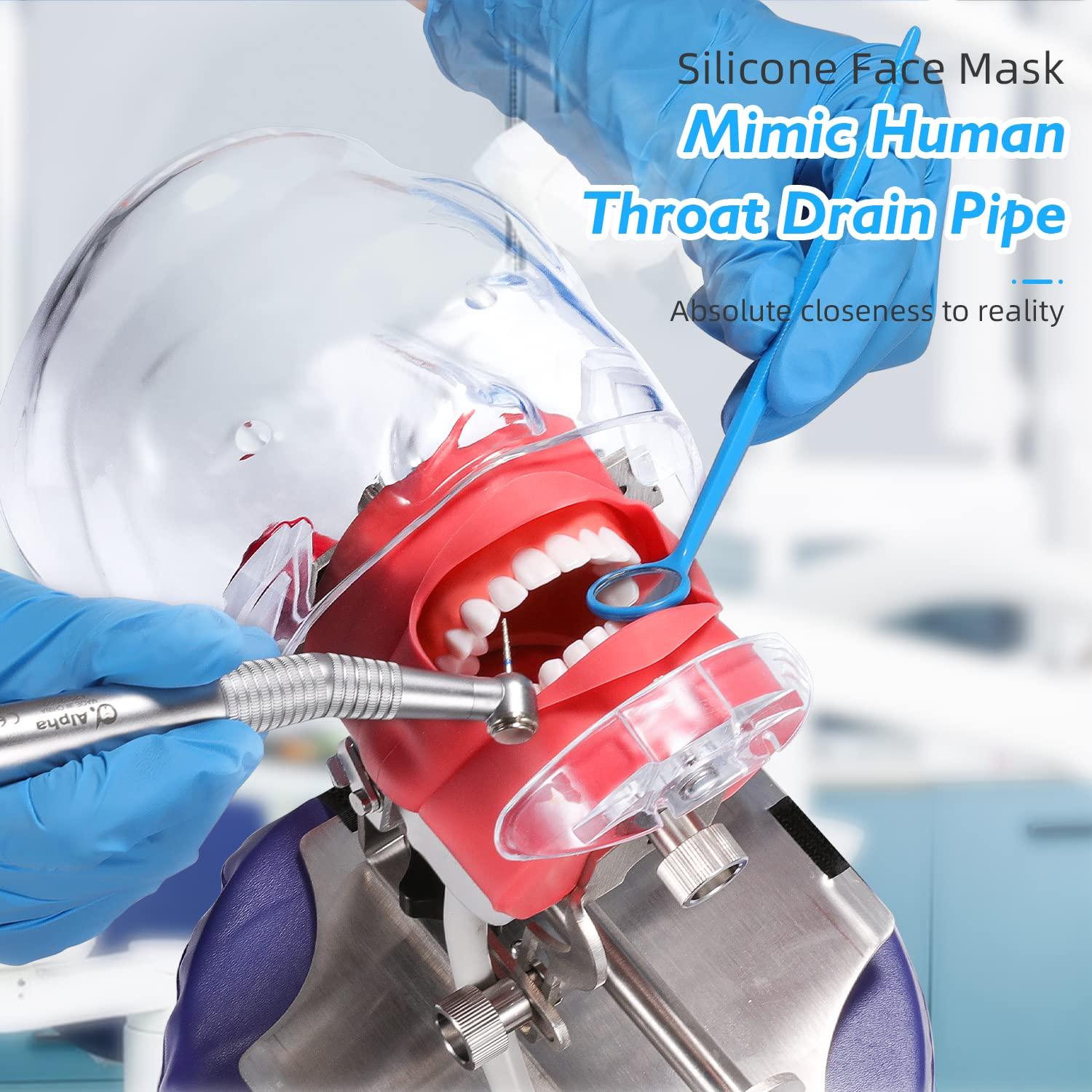 faruijie faruijie Dental Simulator Mannequin Head - with Typodont Teeth Model Dexter Phantom Head Training Manikin with Bench Mount Fixed on Chair for Dental Schools Education Practical Demonstration