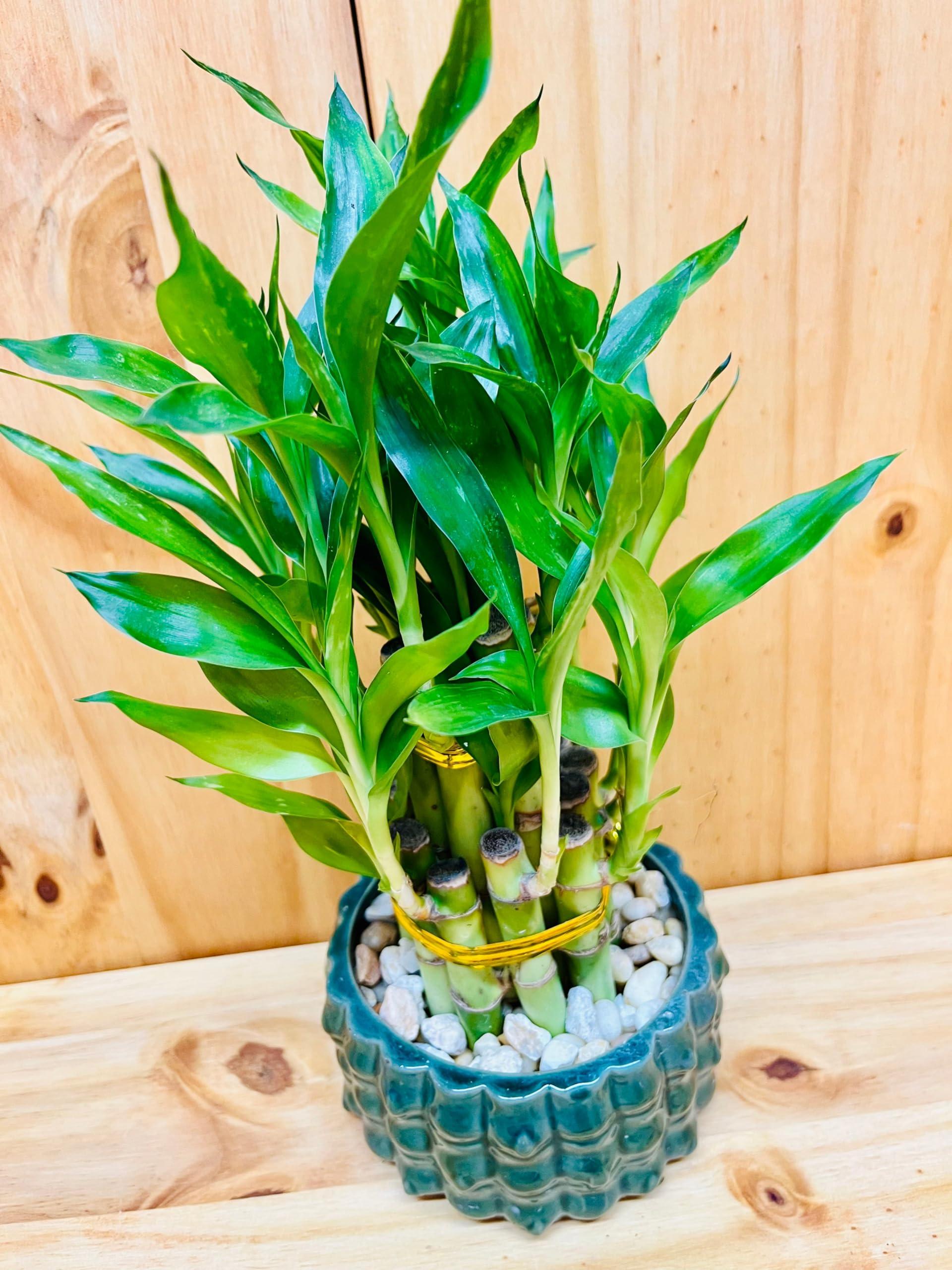 Generic Generic Live Lucky Bamboo Plant Two Tier Arrangements in Ceramic Vase One Elephant Head Ceramic Vase