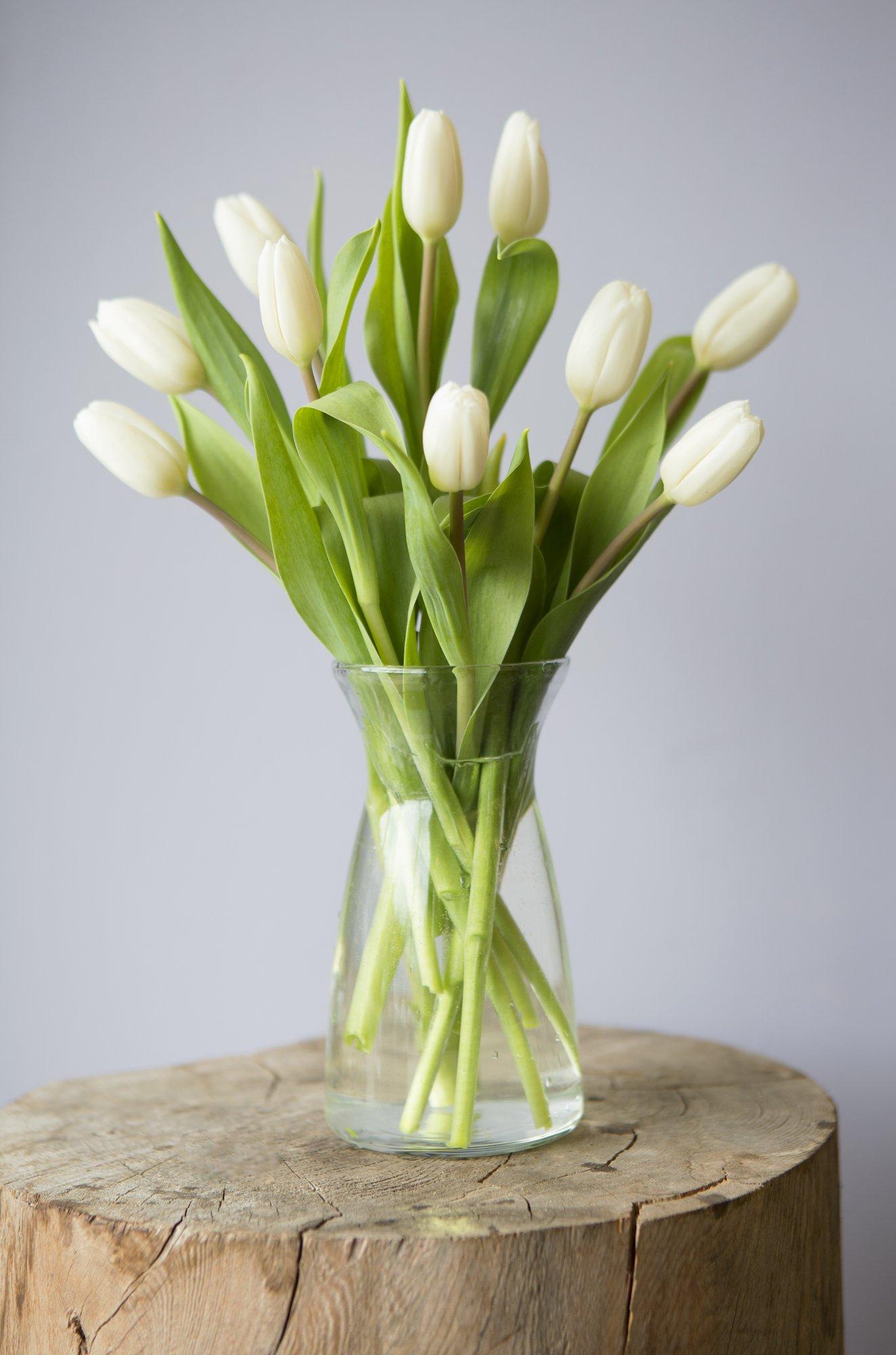 Addictive Wellness Addictive Wellness Gynostemma Leaf Extract Powder - Pure & Potent Jiaogulan Adaptogen for Energy, 1 Packet