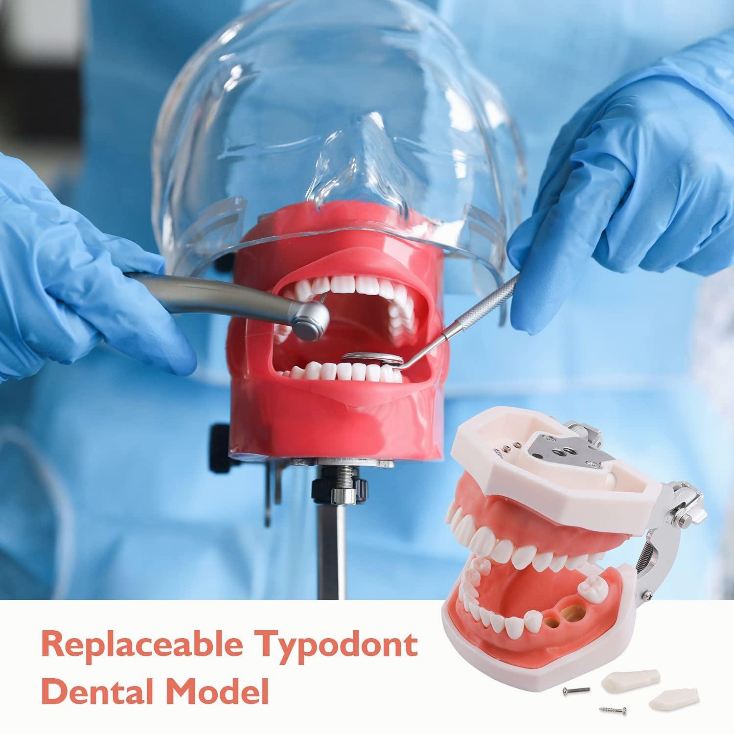 faruijie faruijie Dental Simulator Mannequin Head - Typodont Teeth Model Phantom Head Training Manikin with Bench Mount Fixed on Desk for Dental Schools Education Practical Demonstration