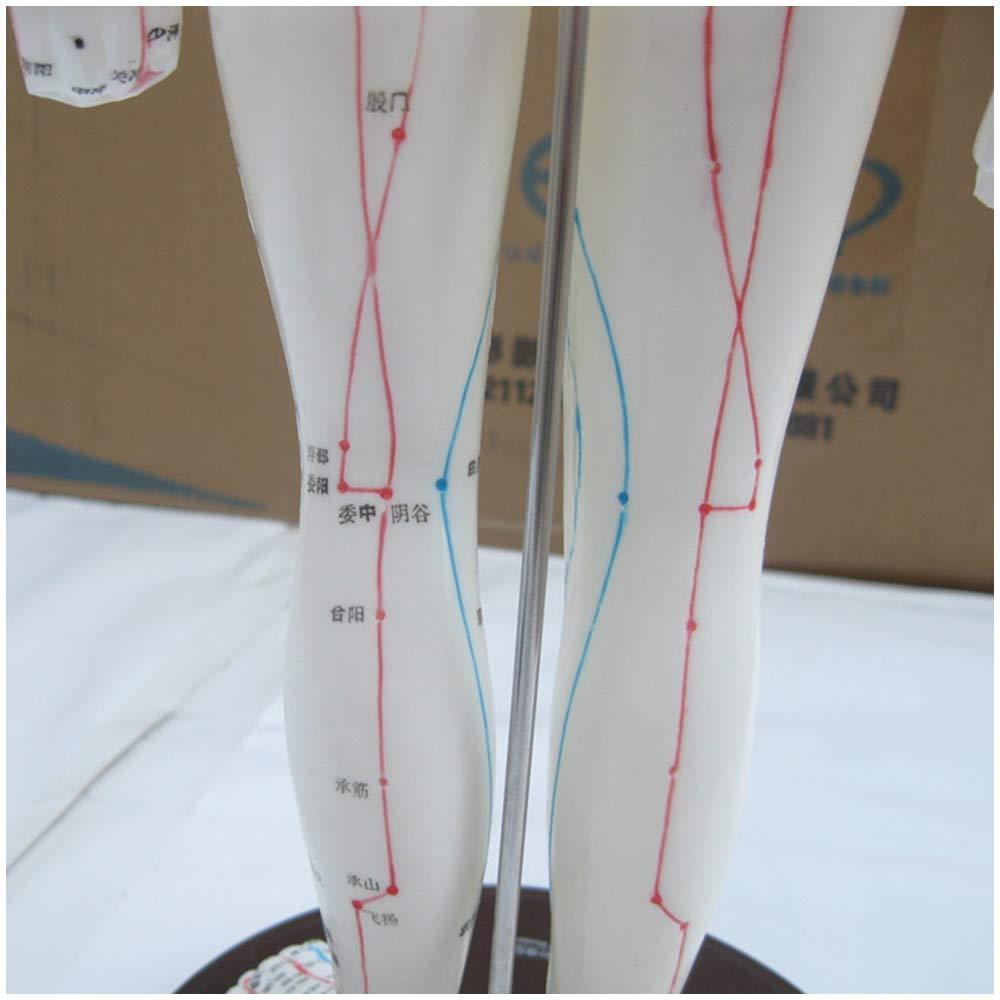 KH66ZKY KH66ZKY Human Acupuncture Point Model Chinese Medicine for Body Massage Twelve Meridians Moxibustion Studying Medical Educational Training Aid,Female