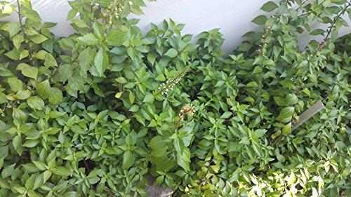 FINFAST FINFAST Dried Java Tea Leaf/Cat Whiskers' (Orthosiphon Aristatus) 1 lb