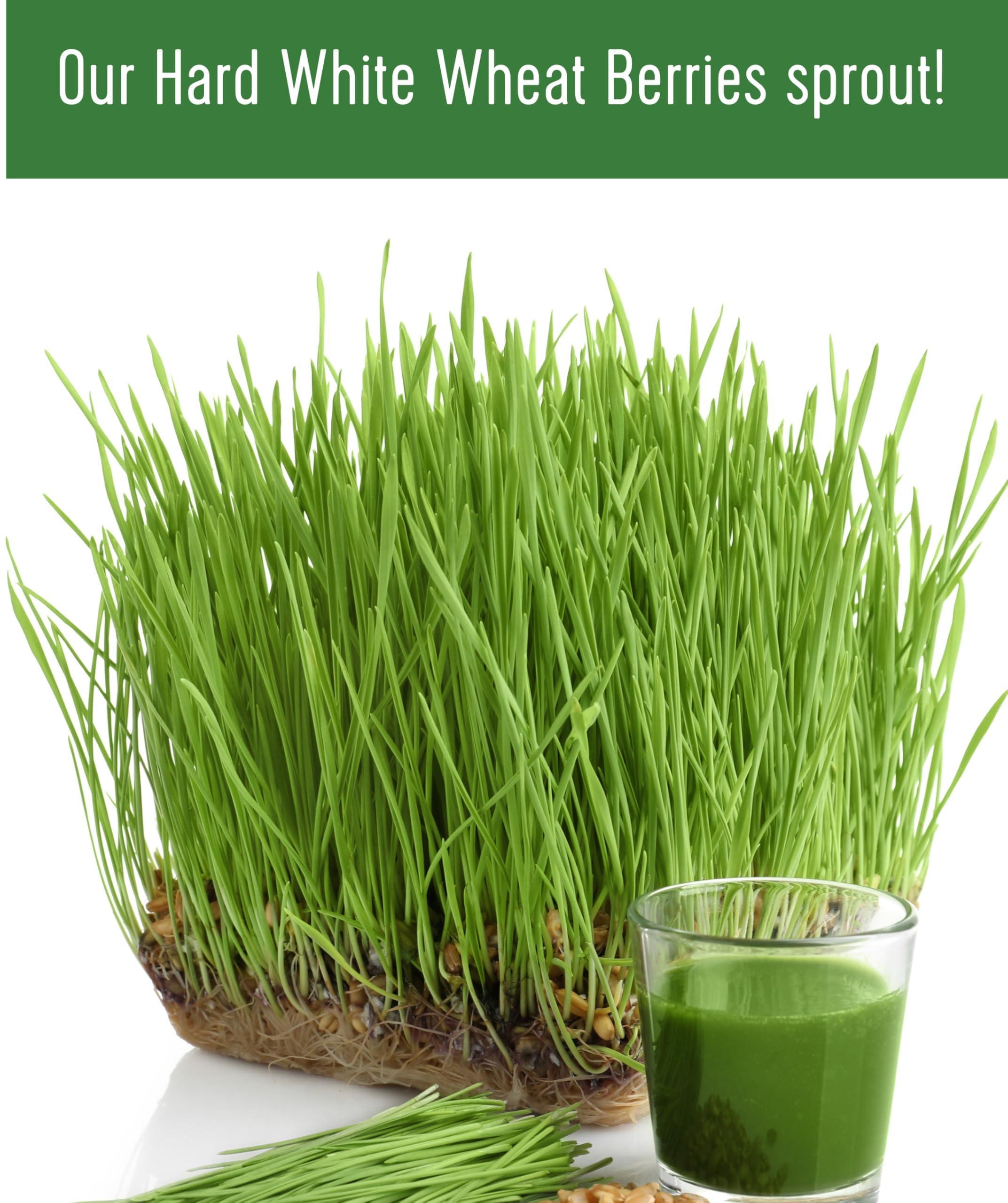 Palouse Brand Certified Glyphosate Residue Free Hard White Wheat Berries | 1 lb Pouch | 100% Non-Irradiated | Kosher Parve | USA Grown | Field Traced