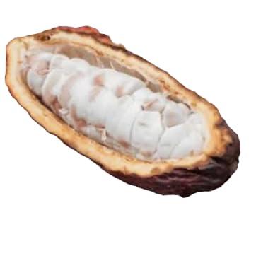 NineLife Basics Cacao whole fresh fruit