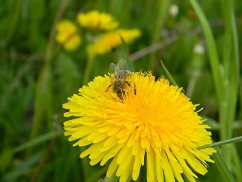 Mein Bienenbrot Fresh Organic Bee Bread, Naturally Fermented Pollen, Perga, 250g., 2021 Harvest
