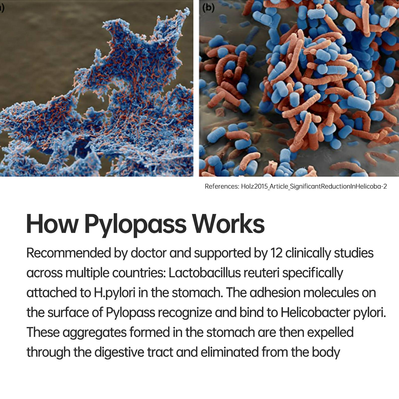 purmeo purmeo Pylopass Probiotic for H. Pylori Treatment & Acidophilus Probiotics for Digestive & Immune Health