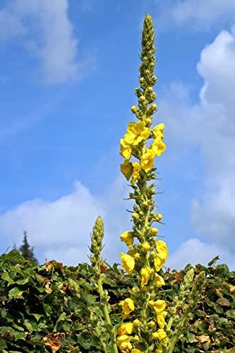 Naturegrail 100% Dried Mullein Flowers (Verbascum thapsus) | Net Weight: 0.52oz / 15g | Soothing, slightly sweet tea with many benefits - Used for edible flower decorations on salads / toppings