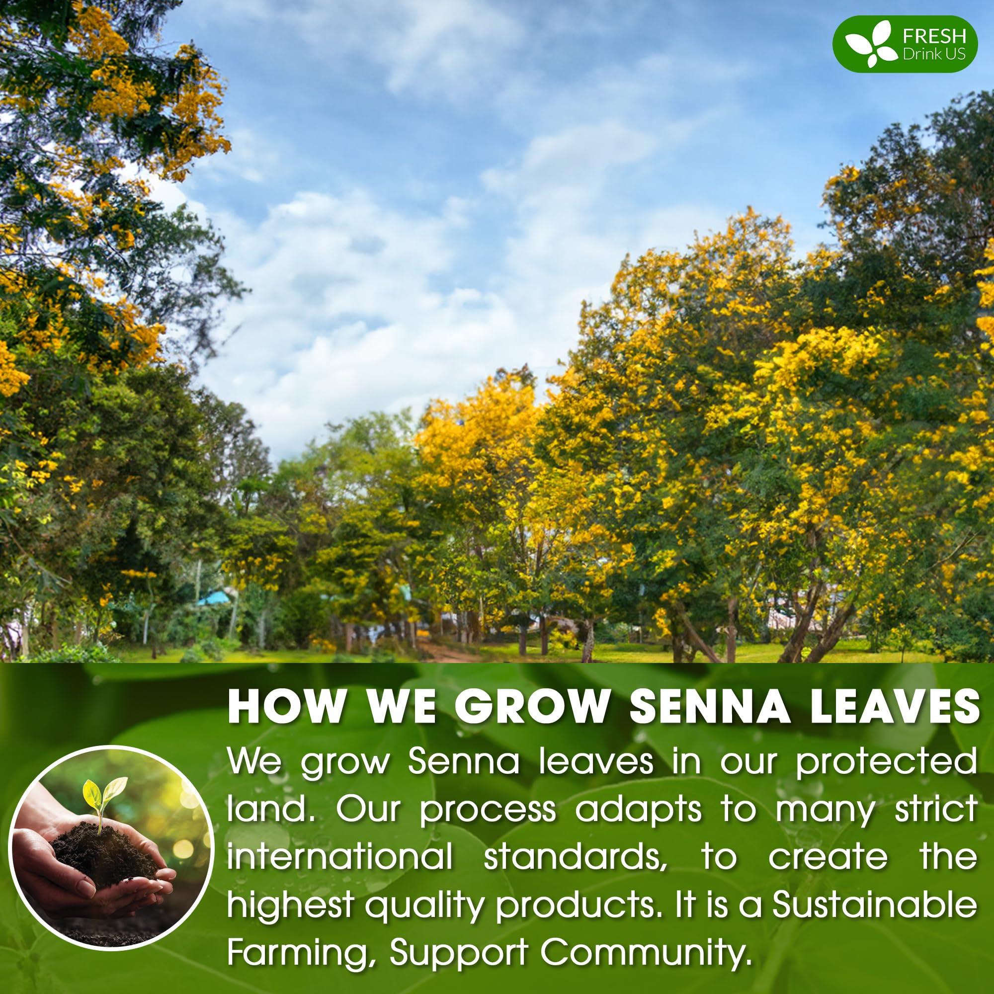 FRESHDRINKUS FreshDrinkUS, Premium 75 Senna Leaf Tea Bags, 100% Natural & Pure from Senna Leaves. Loose Leaf Senna Herbal Tea, Made with Natural Material Tea Bags. No Sugar, No Caffeine, No Gluten, Vegan.