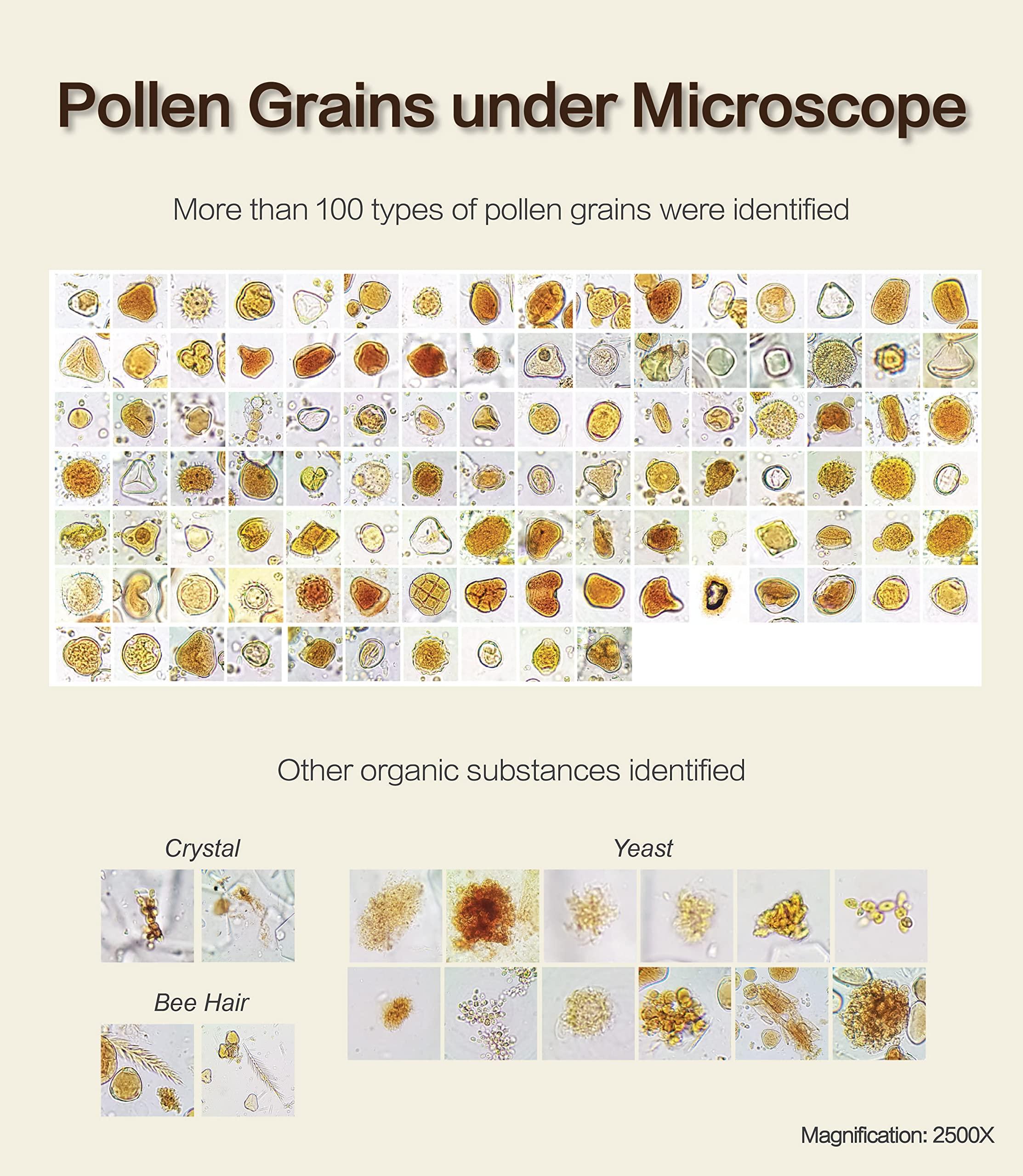 Health Harvest [GIFT CHOICE] Tualang Honey 8.8oz x 2 Jars (Black & Red Honey) | TA 10+ to 11.5+ | Pollen Count 3.2 M+ to 4.0 M+ | Pollen Variety 100+ | Wild-ripening on 250ft Treetop | Raw, Unpasteurised, Unfiltered