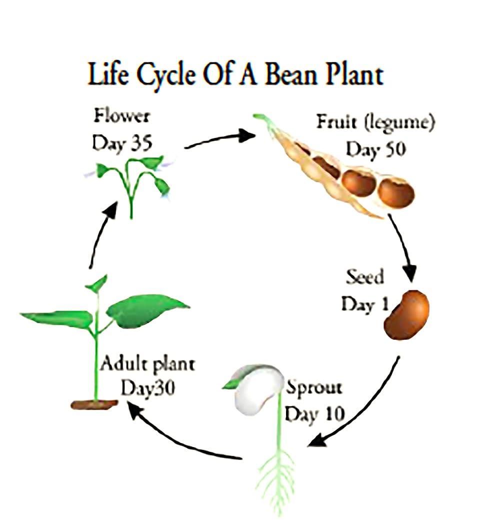 Marde Ross & Company Bush Bean Red Kidney Bean Seeds