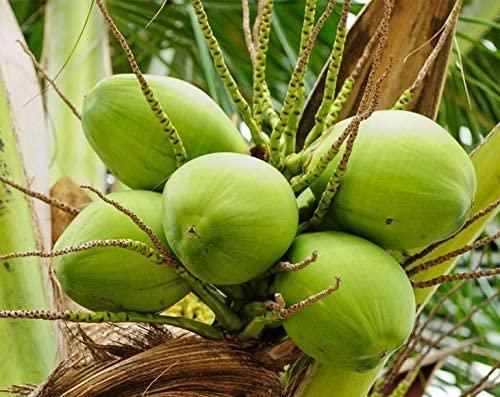 Food to Live Shredded Coconut, 25 Pounds Unsweetened Coconut Flakes, Desiccated, Kosher, Vegan, Bulk. No Sulfites Added. Rich in Dietary Fiber. Perfect for Homemade Desserts, Baking, as a Topping