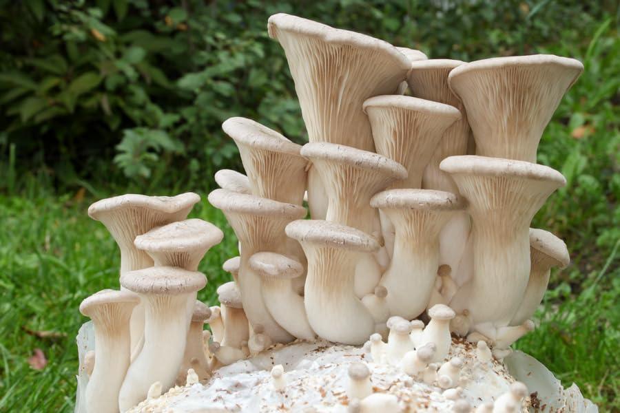 Liquid Fungi King Oyster Mushroom (Pleurotus eryngii) Liquid Culture Syringe for Mushroom Cultivation on Grain or Agar