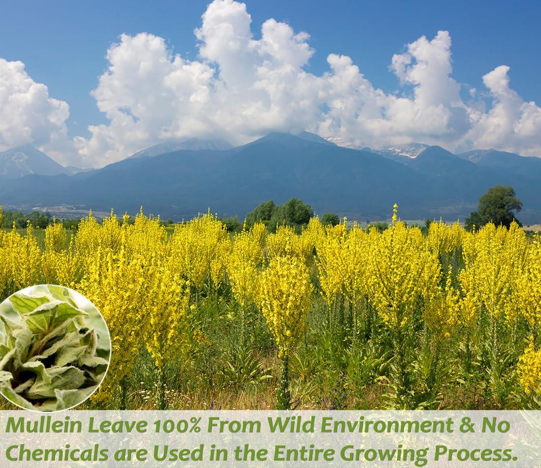 ULTHMOK Premium 50 Mullein Leaf Tea Bags. Made with 100% Pure Mullein Leaves, for Lungs Cleanse and Respiratory Support, No Flavoring & No Additives & Caffeine Free.