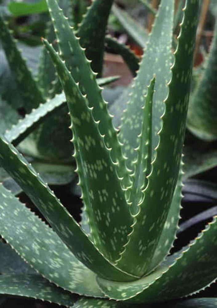 Barbadensis 3 Pounds Organic Extra Large Aloe Vera Barbadensis Green Leaves