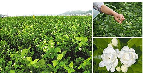 TooGet TooGet Fragrant Natural Pure Jasmine Buds Dried Jasmine Flowers Wholesale, Herbal Tea - 2 OZ