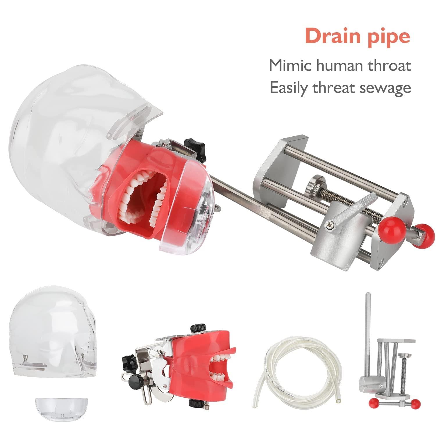 faruijie faruijie Dental Simulator Mannequin Head - Typodont Teeth Model Phantom Head Training Manikin with Bench Mount Fixed on Desk for Dental Schools Education Practical Demonstration