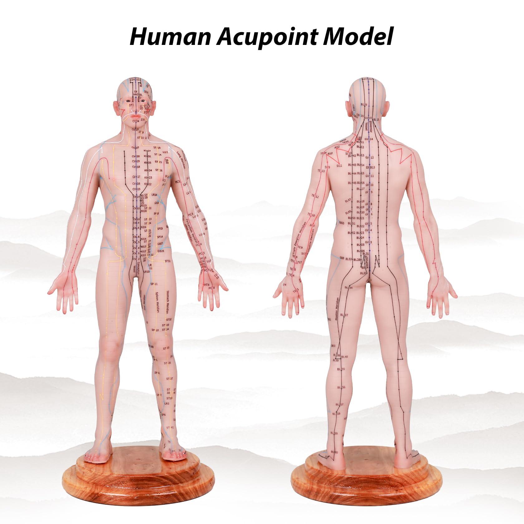 CUAIBB Acupuncture Model 18.9 inch 256 Acupoint, Human Acupoint Model Full Silicone Body, Acupuncture Doll for Chinese Medicine Teaching Learning Beginners - English Marking