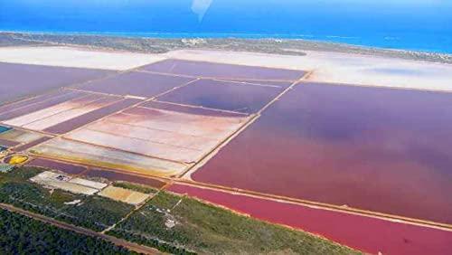 WonderLand Herbs Dunaliella Salina Extract Powder 1KG (1000 Grams), 20% Beta-Carotene. 100% Pure DUNALIELLA Organic.