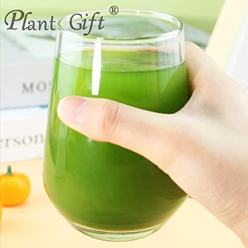 Plant Gift Plant Gift 100% Pure Celery Powder Powder Natural Celery Powder Flour, Great Flavor for Drinks, Adds Flavor and Taste Non-GMO Powder, No Filler, No additives 100G/3.25oz